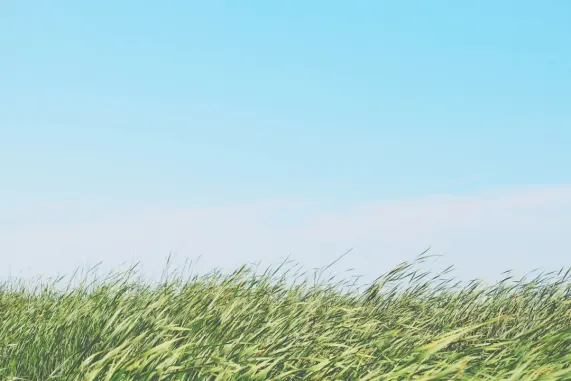 كازينو تيد بينغو الدعم